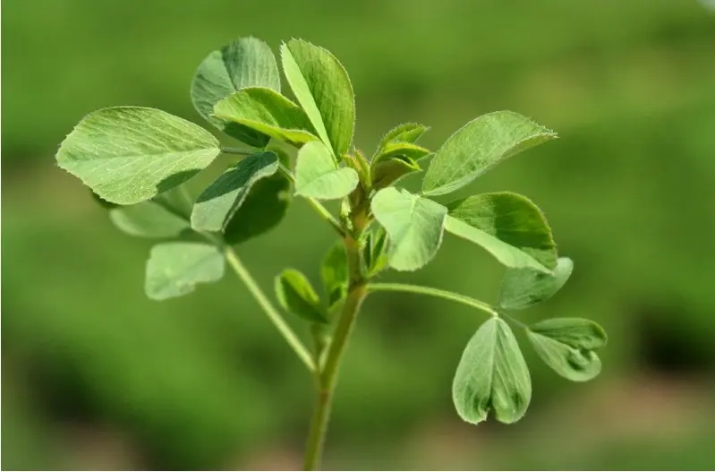 Alfalfa Grass.jpg